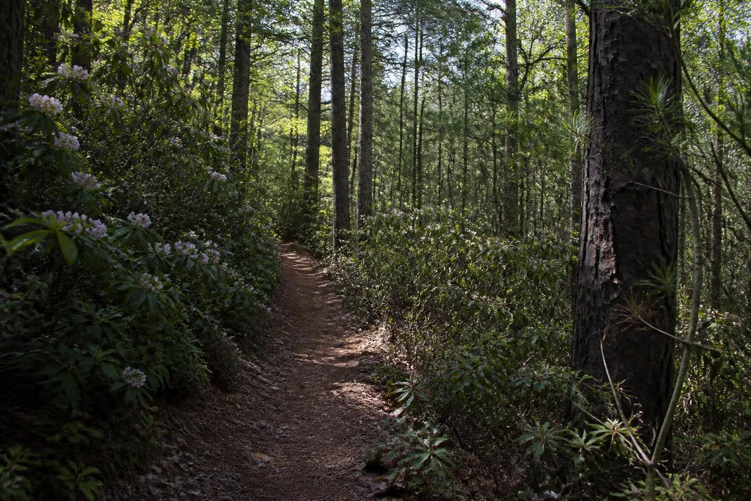 Hiking around Lake Tillery — Lake Tillery, North Carolina