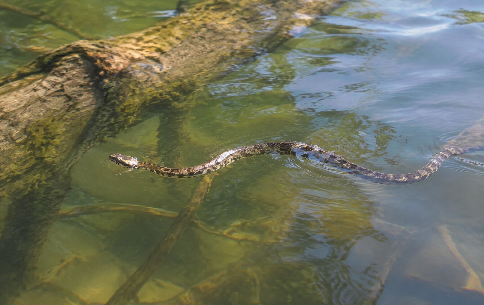 Water snake swimming past a submerged log in a quiet lake cove